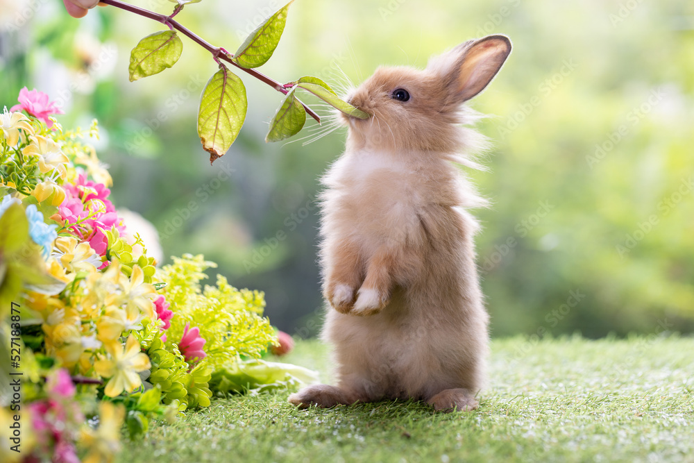 Healthy lovely new born bunny easter rabbit eating green vegetable on ...