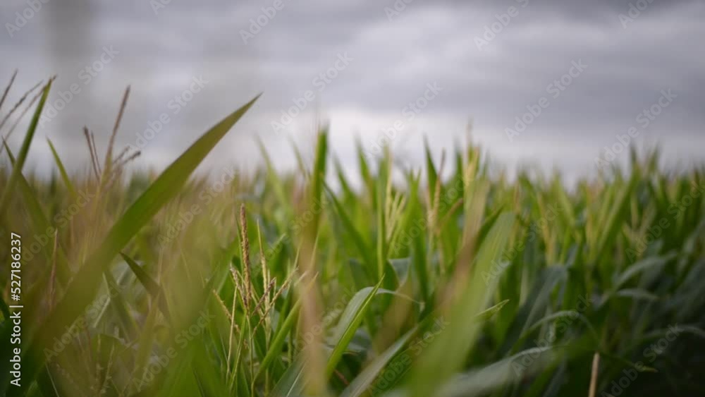 Close up of corn tassels rack focussing onto a large field of plants waving in the warm evening breeze Close up of corn tassels rack focussing onto a large field of plants waving in the warm evening breeze