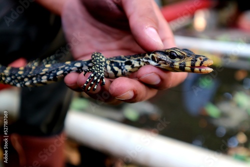 Small size monitor lizard (biawak) caught by humans
