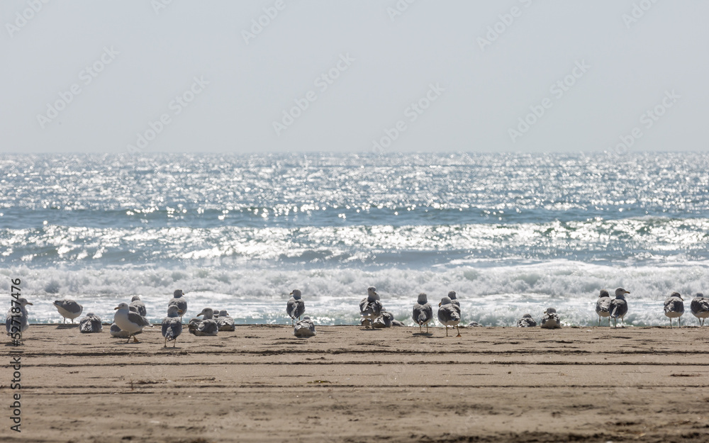Birds relaxing on the hot beach Birds relaxing on the hot beach