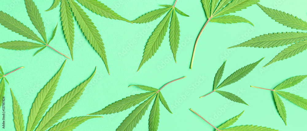 Many green hemp leaves on color background
