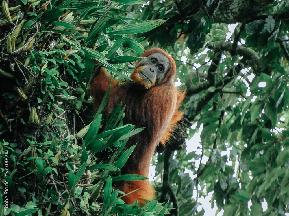 Obraz premium Orangutan (orang-utan) in his natural environment in the rainforest on Sumatera island with trees behind