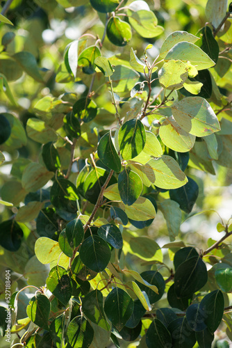 Green simple alternate uncurved crenately margined glabrous ovate leaves of Populus Trichocarpa, Salicaceae, native dioecious deciduous tree in the San Bernardino Mountains, Summer.