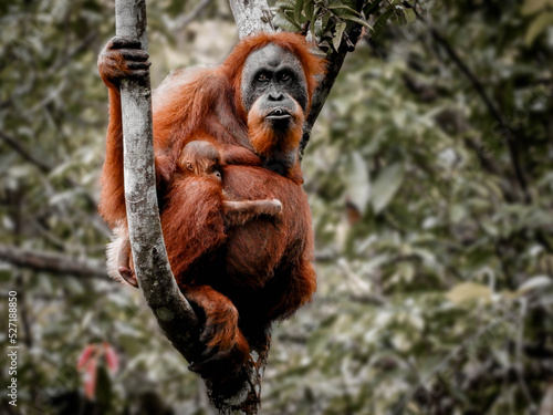 Orangutan (orang-utan) in his natural environment in the rainforest on Sumatera island with trees behind.