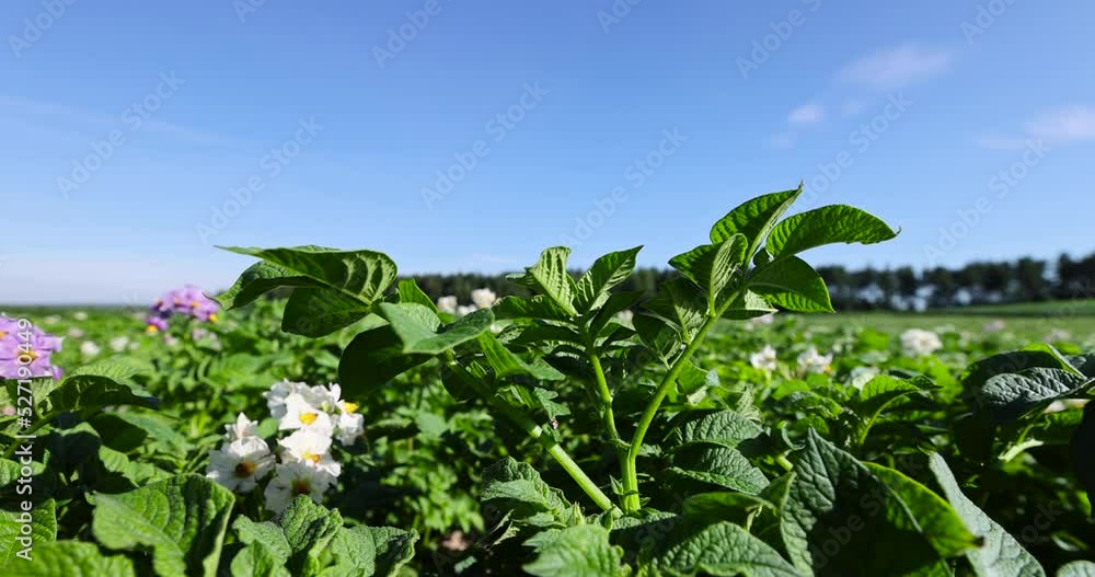 Potato field with green bushes of flowering potatoes, agricultural field with potatoes in the summer season Potato field with green bushes of flowering potatoes, agricultural field with potatoes in the summer season