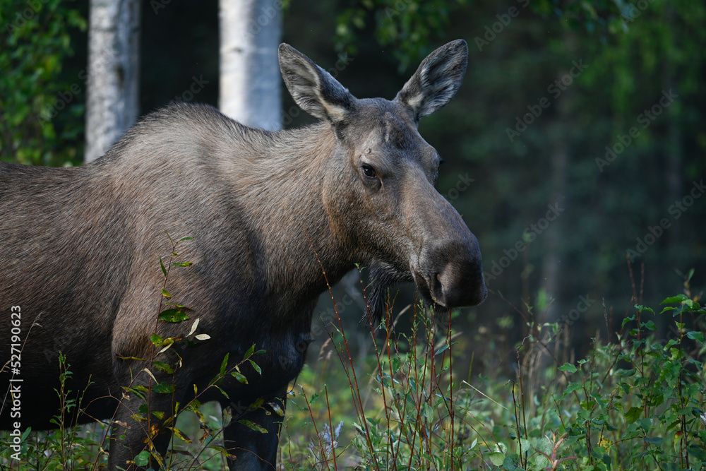 A moose grazes on undergrowth in Alaska's boreal forest. A moose grazes on undergrowth in Alaska's boreal forest.