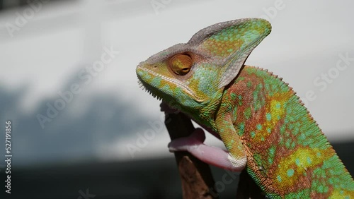 chameleon with blur background, predator
 photo