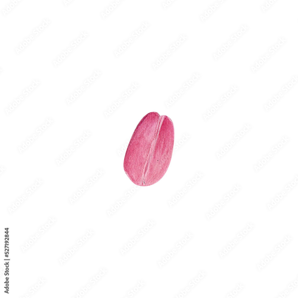 A tulip petal. Watercolor illustration isolated on a transparent background. A tulip petal. Watercolor illustration isolated on a transparent background.