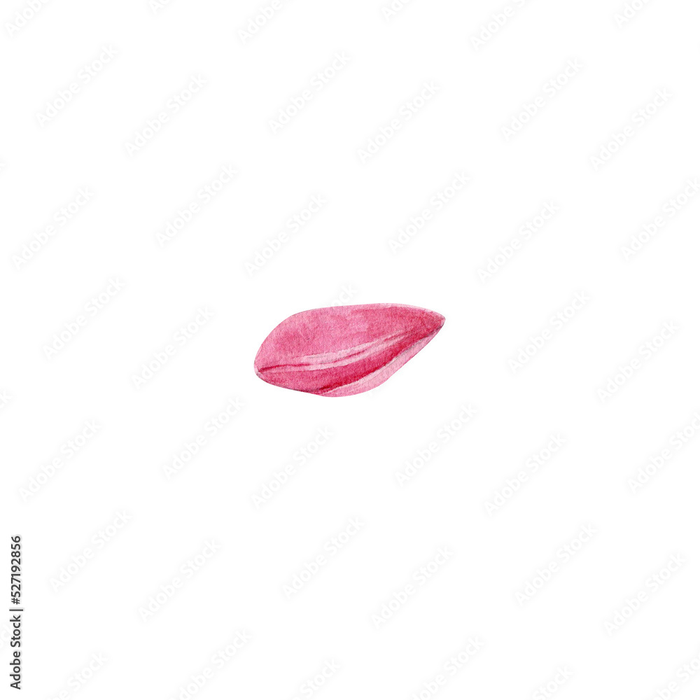 A tulip petal. Watercolor illustration isolated on a transparent background. A tulip petal. Watercolor illustration isolated on a transparent background.