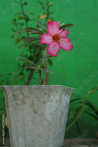 pink cyclamen plant flower in a pot