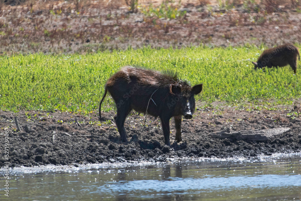 Female Adult wild Boar in the mud Female Adult wild Boar in the mud