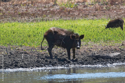 Female Adult wild Boar in the mud
