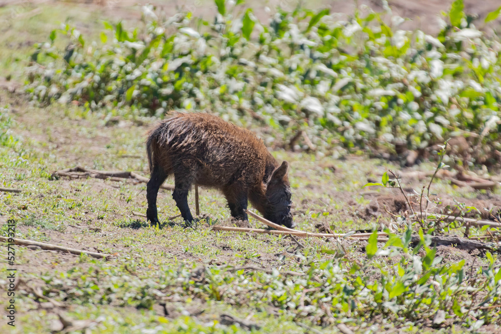Baby Boar Piglet foraging in the mud
