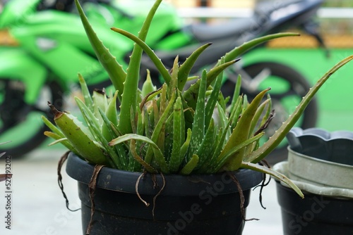 macro photo of aloe vera plant