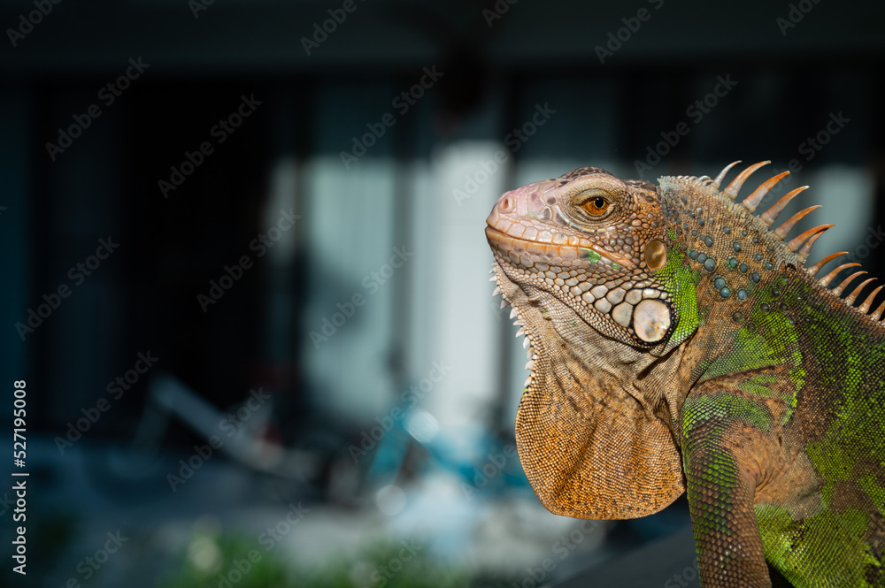 Fototapeta premium lizard, animal, green lizard with blur background