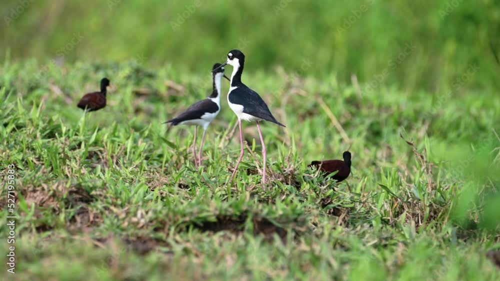 Costa Rica Birds, Black Necked Stilt (himantopus mexicanus) Walking in the Grass on the River Banks of the Tarcoles River, Costa Rica Birdwatching Wildlife Holiday Vacation, Central America Costa Rica Birds, Black Necked Stilt (himantopus mexicanus) Walking in the Grass on the River Banks of the Tarcoles River, Costa Rica Birdwatching Wildlife Holiday Vacation, Central America