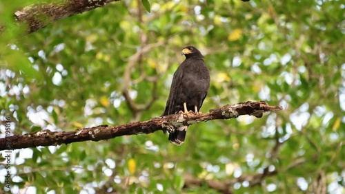 Costa Rica Birds and Wildlife, Common Black Hawk (buteogallus anthracinus) Perched Perching on a Branch in a Tree, Tarcoles River Birdlife, Bird Life and Nature Holiday Vacation photo