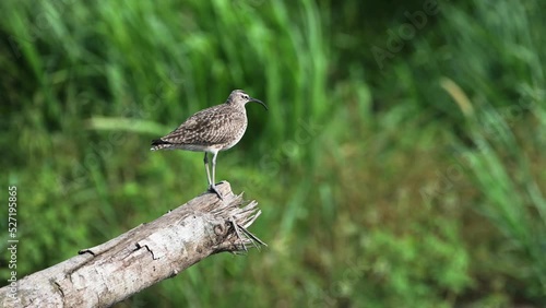 Wallpaper Mural Costa Rica Birds, Whimbrel Perched Perching on a Branch, Tarcoles River Birdlife, Puntarenas Province, Costa Rica Wildlife Holiday Vacation, Central America Bird Life Torontodigital.ca