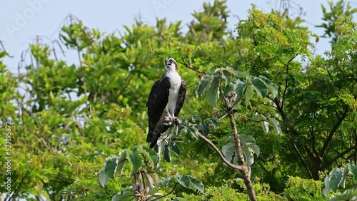 Costa Rica Bird of Prey, Osprey (Fish Hawk), Perched Perching on a Branch High in a Tree, Tarcoles River Birdlife, Costa Rica Wildlife Holiday Vacation, Central America Bird Life and Nature
