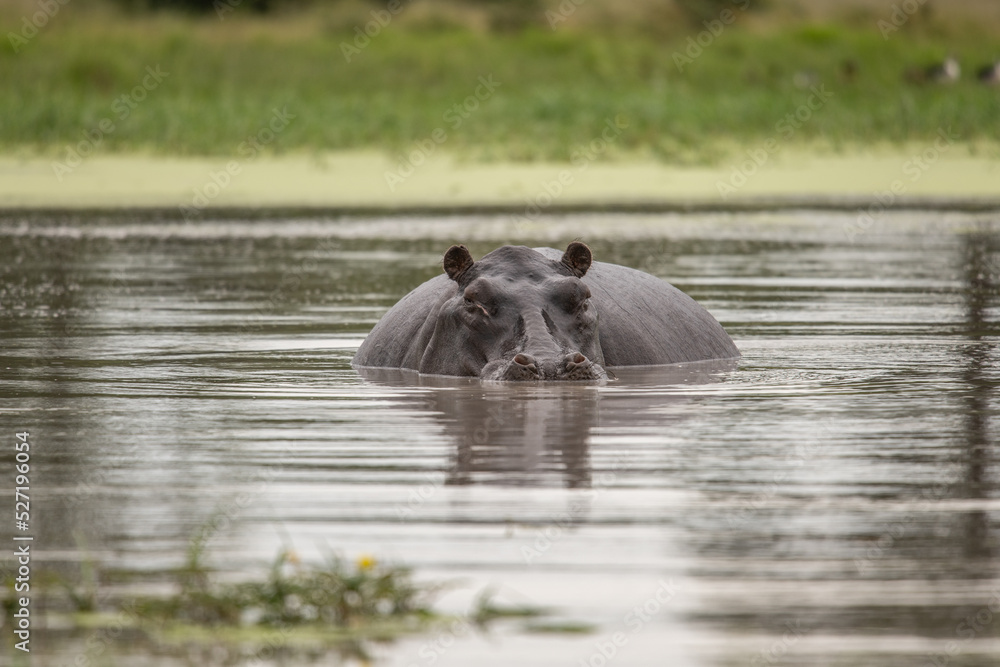 Hippo with open muzzle in the water. African Hippopotamus, Hippopotamus amphibius capensis, with evening sun, animal in the nature water habitat, Botswana, Africa Hippo with open muzzle in the water. African Hippopotamus, Hippopotamus amphibius capensis, with evening sun, animal in the nature water habitat, Botswana, Africa