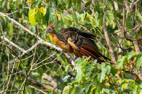 Hoatzin (Opisthocomus hoazin) with crest raised in the Amazon rainforest at Lake Sandoval, Peru, South America. photo