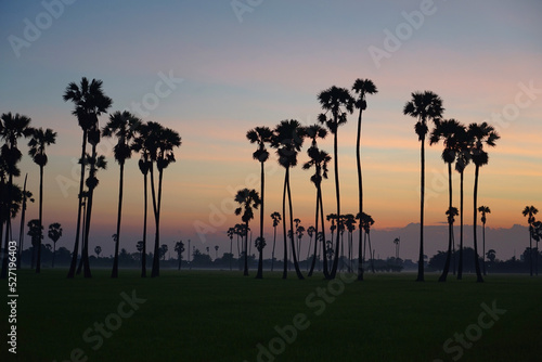 Silhouette sugar palm trees view with paddy field in the Morning.