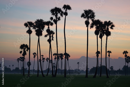 Silhouette beautiful sugar palm trees view with paddy field in the Morning.
