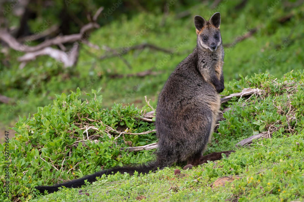Swamp wallaby (Wallabia bicolor), Tower Hill Wildlife Reserve, Victoria Swamp wallaby (Wallabia bicolor), Tower Hill Wildlife Reserve, Victoria