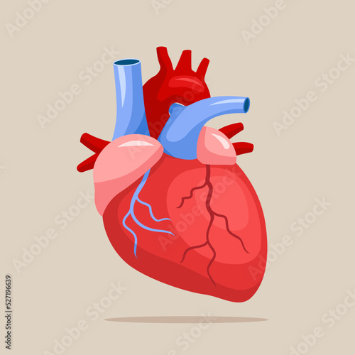 Human Heart. Human heart anatomy. Organs symbol. Medicine Design Background. Vector illustration