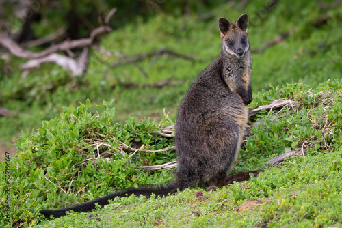 Fotografía Swamp wallaby (Wallabia bicolor), Tower Hill Wildlife Reserve, Victoria
