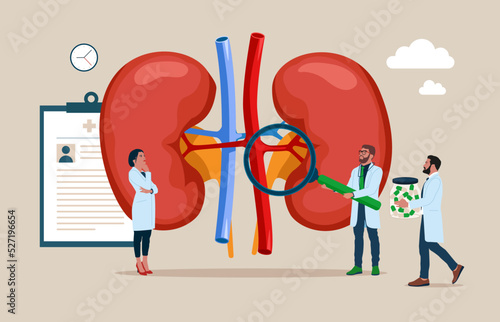 Medical specialists studying donor inner organ. Doctors examining kidneys flat vector illustration. Medicine, physiology and pharmacy research.
