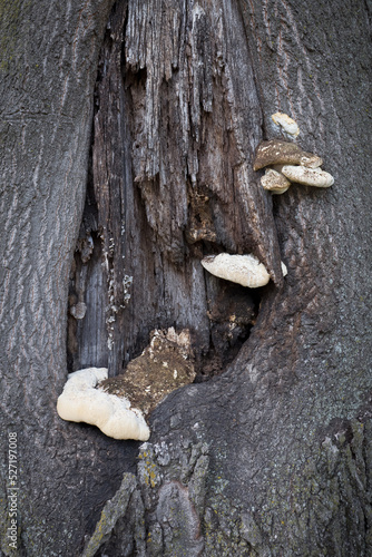 Fungus Among Us. Close-up photo of large clumps of fungus growing from decaying wood on the side of a damaged tree trunk.