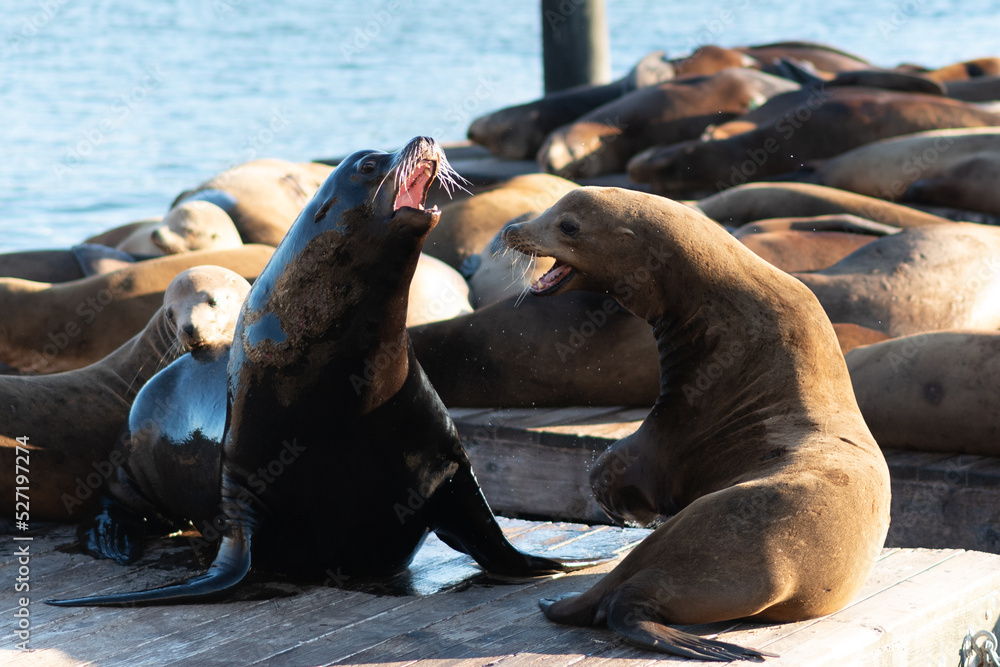 Fototapeta premium Sea Lions