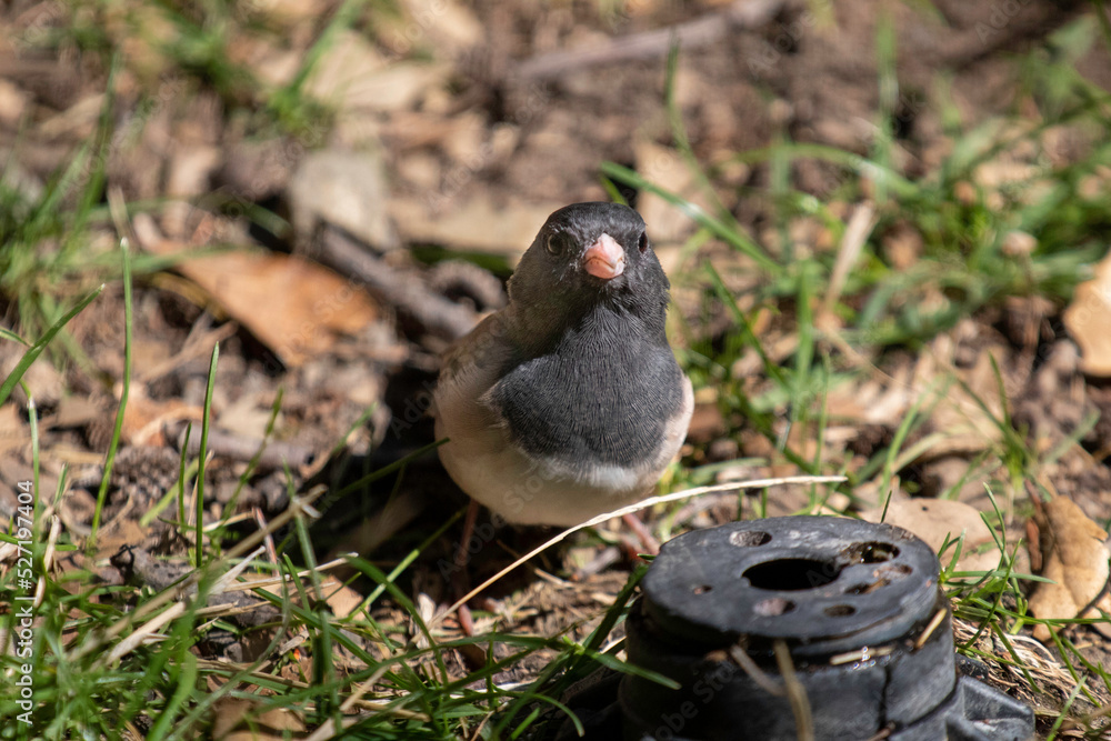 Obraz premium A Dark-Eyed Junco on the grass.