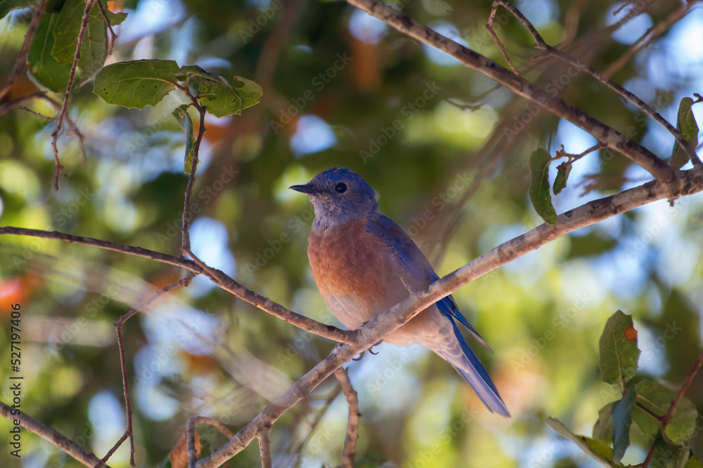 Fototapeta premium A western Bluebird resting in tree.