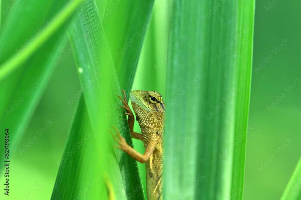 Obraz premium green lizard among the bushes