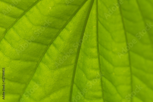 Leaf texture, Piper betle texture