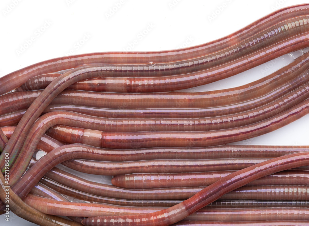 Earthworms close-up on a white background for farmers and fishermen Earthworms close-up on a white background for farmers and fishermen