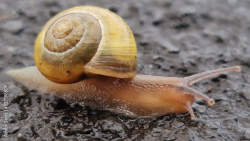 A small yellow and brown garden snail moving across a wet pavement