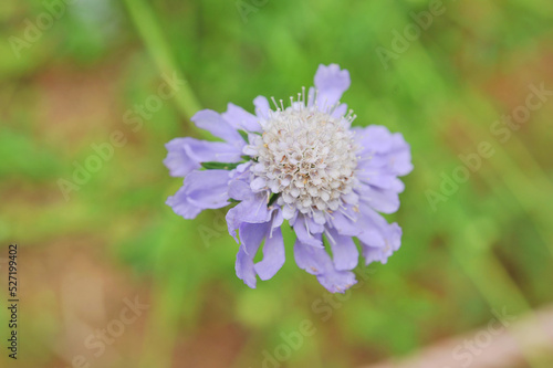 高原に咲く紫の花