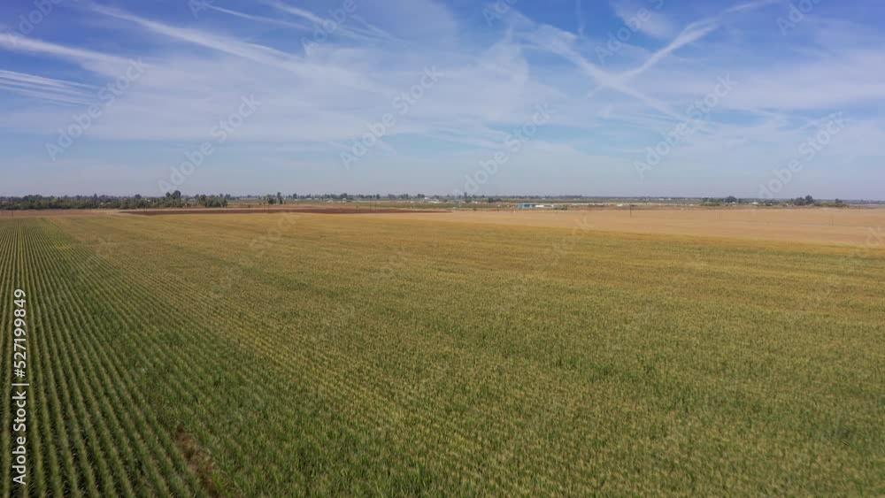 Low rising aerial shot flying over rows of crops in the farmland of the Central Valley of California. 4K