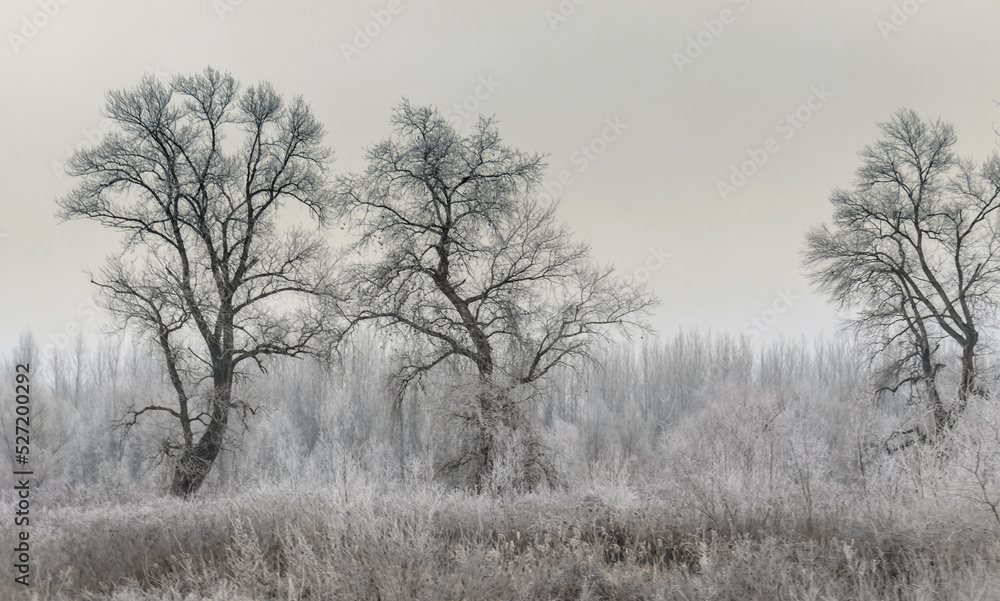 Danube Island Sodros near Novi Sad, Serbia. Gray and white landscape with frozen water.