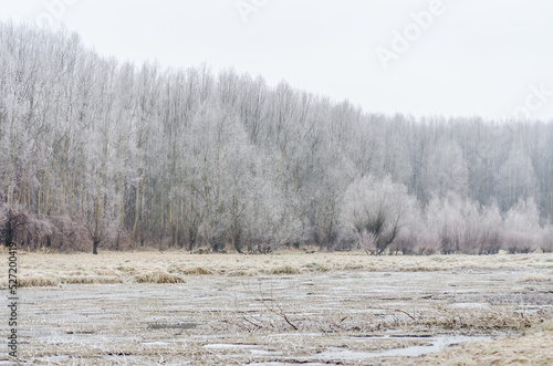Wallpaper Mural Danube Island Sodros near Novi Sad, Serbia. Gray and white landscape with frozen water. Torontodigital.ca