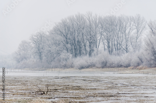Wallpaper Mural Danube Island Sodros near Novi Sad, Serbia. Gray and white landscape with frozen water. Torontodigital.ca