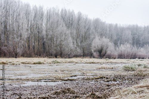 Wallpaper Mural Danube Island Sodros near Novi Sad, Serbia. Gray and white landscape with frozen water. Torontodigital.ca