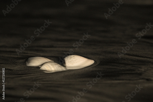 Lonely sea shells lie on sandy beach at night. Waihi Beach New Zealand.