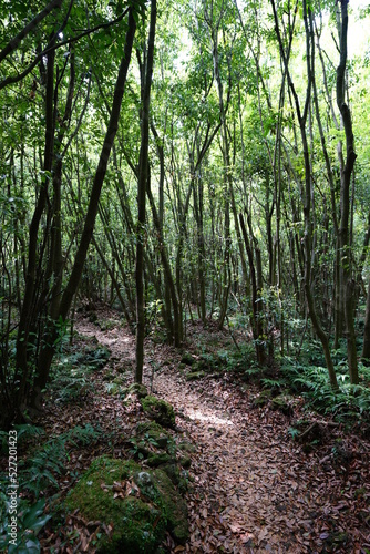 spring path to deep forest