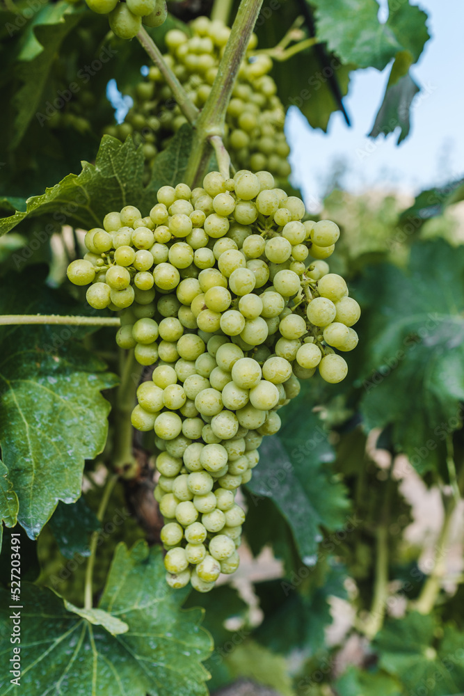 White grapes ripening between leaves in a vineyard