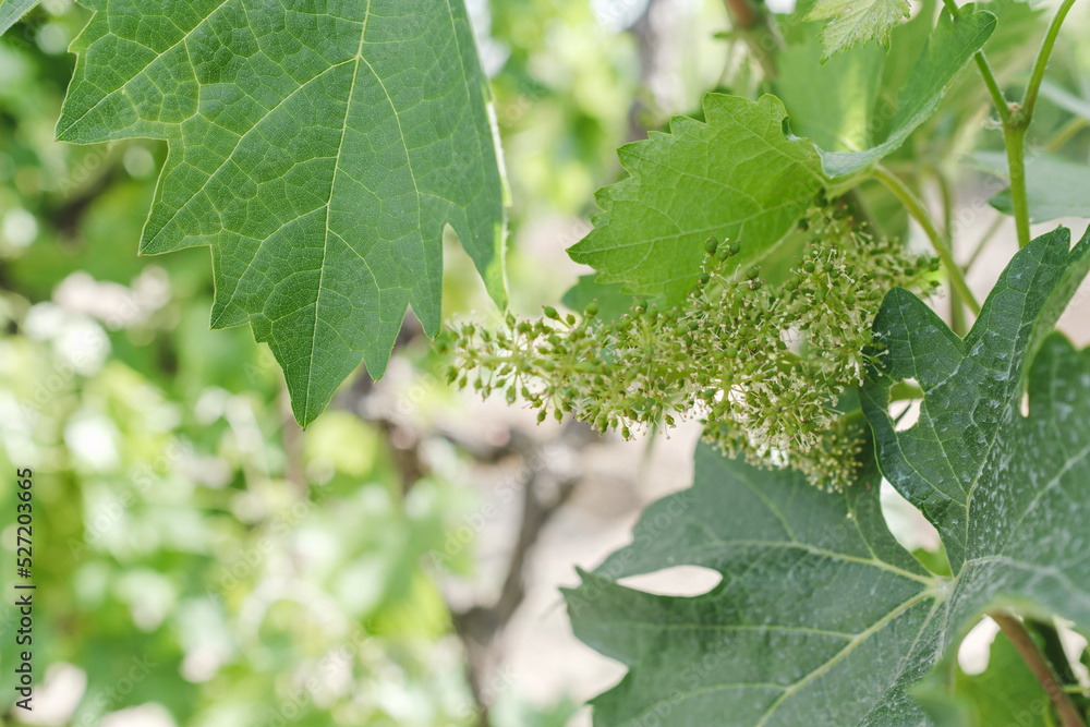 Close-up of flowering grape vine, grapes bloom in summer day Close-up of flowering grape vine, grapes bloom in summer day