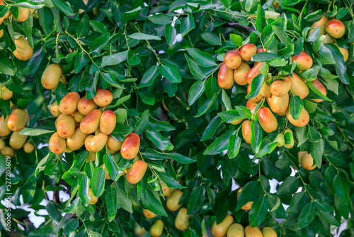 Sweet jujubes grow on jujube tree. Ripe date fruits in autumn season. photo